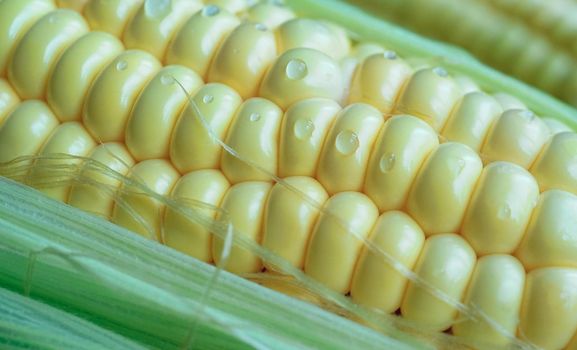 Natural background with corn cob close-up.