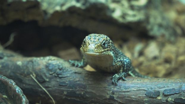 Sudan plated lizard,gerrhosaures major. small lizard in the zoo.