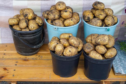 Potatoes in buckets on a wooden surface.