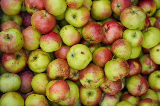 Natural background with red-green apples.