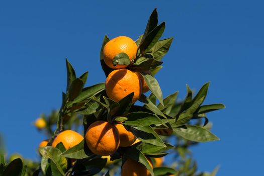 Natural background with tangerine tree branches on a blue sky background.