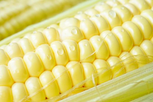 Ear of young corn with water drops close-up.