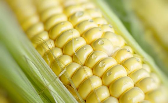 Natural background with young corn and water drops. For design and networking