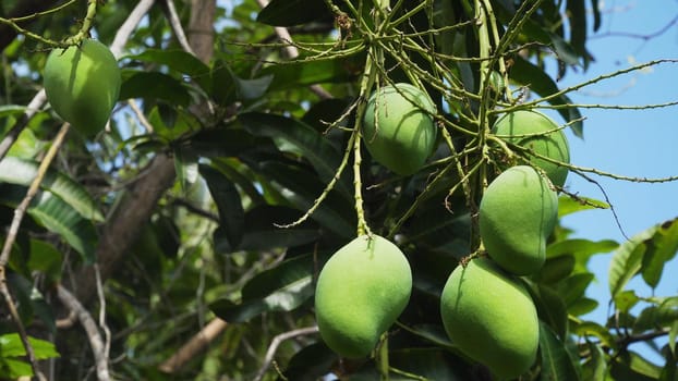 Mango tree with fruits. Bunch of green mango on tree. Bunch of green ripe mango on tree in garden.