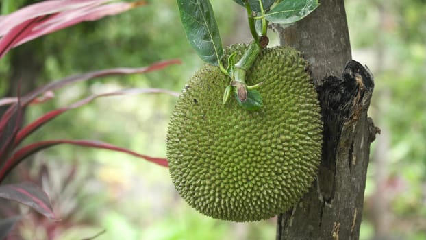 Jackfruit Tree and young Jackfruits. Tree branch full of jack fruits.