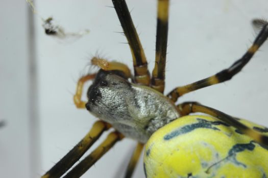 Giant spider macro view with selective focus, with blurred white background. Closeup view of a giant Spider