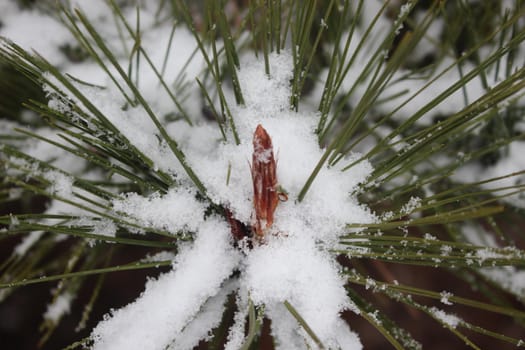 Snow on leaves of plant during snowfall winter season. closeup view of snowflakes on plant in park