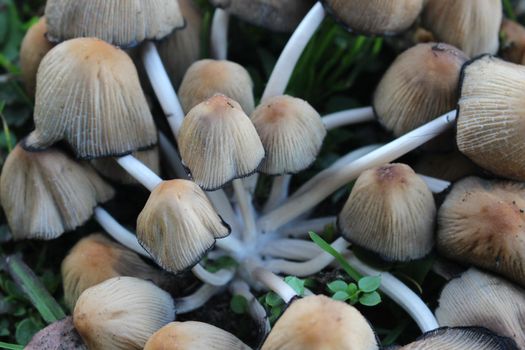Mushroom boletus edilus. Popular white Boletus mushrooms in forest. Close up beautiful bunch of mushrooms in the grass background texture.
