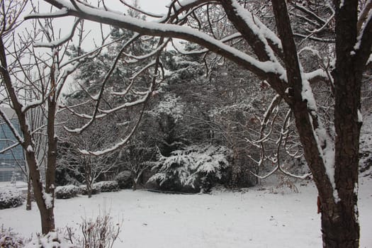 snow on ground and tree branches in winter snowfall season in month of December and January