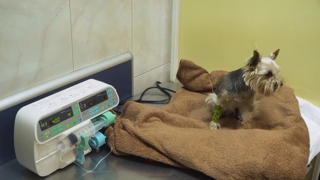 Dog with an intravenous infusion drip in a vet at the clinic. Dog with iv catheter, cannula in vein taking infusion. Syringe driver or syringe pump is a small infusion pump for intravenous injection. Infusion pump iv feeding.