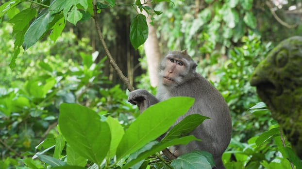 Monkey macaque in the rain forest. Monkeys in the natural environment. Bali, Indonesia. Long-tailed macaques, Macaca fascicularis.