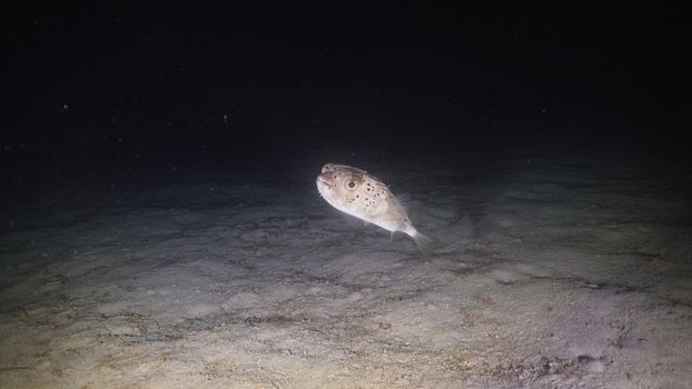 Tropical fish at night diving. Wonderful and beautiful underwater world. Philippines, Mindoro. Diving and snorkeling in the tropical sea. Travel concept.