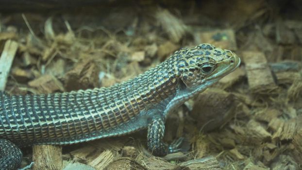 Sudan plated lizard,gerrhosaures major. small lizard in the zoo.
