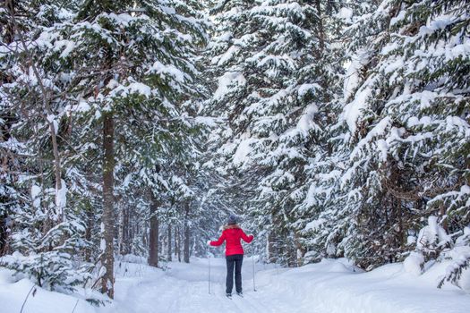 A girl in a red jacket goes skiing in a snowy forest in winter. The view from the back. Snow background with skis between the trees.