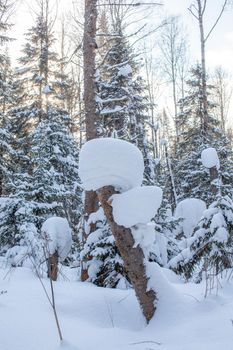 A walk through the winter forest. Snow trees and a cross-country ski trail. Beautiful and unusual roads and forest trails. Beautiful winter landscape.