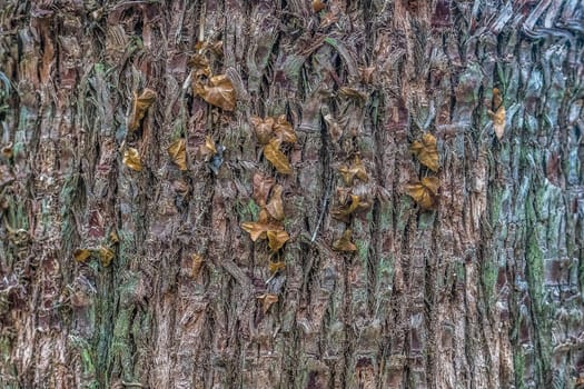 texture of bark of an old tree twisted ivy dry.