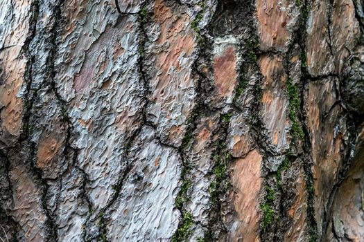 natural texture embossed bark pine with small patches of green moss
