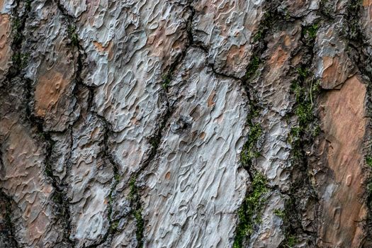 natural texture embossed bark pine with small patches of green moss