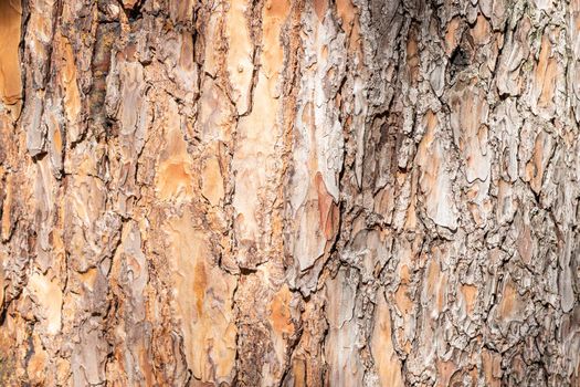 Natural background from the bark of a coniferous tree