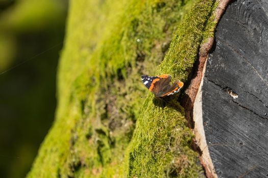 Natural background: butterfly Admiral on a tree overgrown with green moss.
