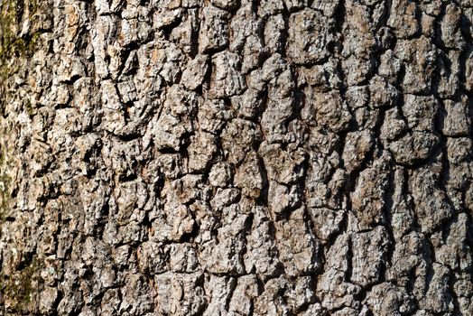 natural background made of a closeup of brown tree bark with wide grooves and spots of sunlight.