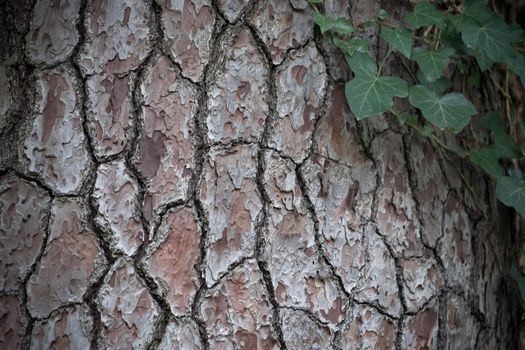 natural background made of a closeup of brown tree bark with wide grooves.