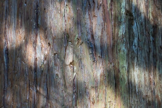 Natural background: coniferous tree ora illuminated by the sun