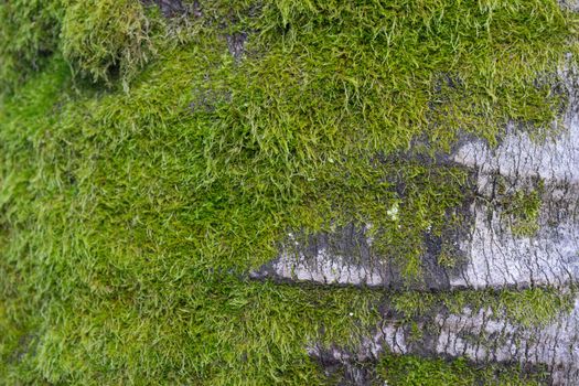 Relief grey bark of palm trees with green moss. Natural background, texture.