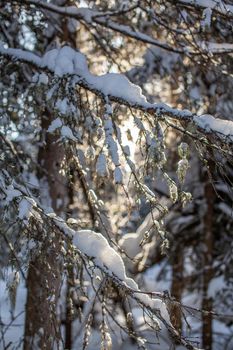 Winter road in a snowy forest, tall trees along the road. There is a lot of snow on the trees. Beautiful bright winter landscape. Winter season concept. 