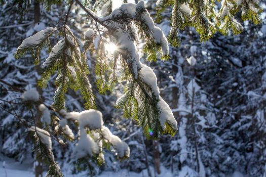 Winter road in a snowy forest, tall trees along the road. There is a lot of snow on the trees. Beautiful bright winter landscape. Winter season concept. 