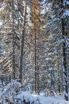 Winter road in a snowy forest, tall trees along the road. There is a lot of snow on the trees. Beautiful bright winter landscape. Winter season concept. 