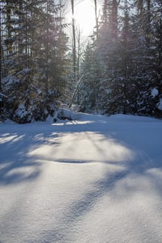 Winter road in a snowy forest, tall trees along the road. There is a lot of snow on the trees. Beautiful bright winter landscape. Winter season concept. 