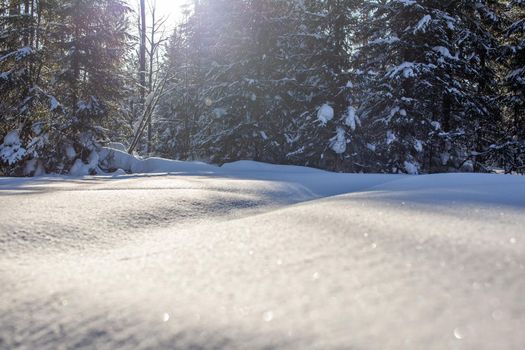 Winter road in a snowy forest, tall trees along the road. There is a lot of snow on the trees. Beautiful bright winter landscape. Winter season concept. 