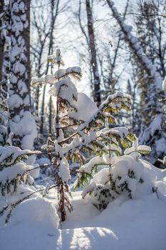 Winter road in a snowy forest, tall trees along the road. There is a lot of snow on the trees. Beautiful bright winter landscape. Winter season concept. 