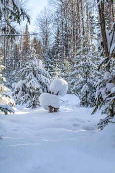 Winter road in a snowy forest, tall trees along the road. There is a lot of snow on the trees. Beautiful bright winter landscape. Winter season concept. 