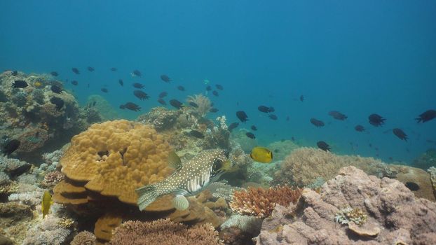 Tropical fish on coral reef at diving. Wonderful and beautiful underwater world with corals and tropical fish. Hard and soft corals. Philippines, Mindoro.