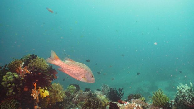 Tropical fish on coral reef at diving. Wonderful and beautiful underwater world with corals and tropical fish. Hard and soft corals. Philippines, Mindoro.