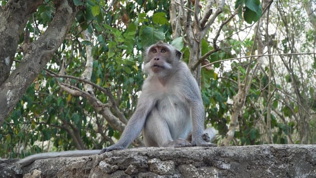 Monkey at Sacred Monkey Forest, Ubud, Bali, Indonesia. Long-tailed macaques, Macaca fascicularis