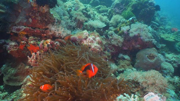 Clown Anemonefish in actinia on coral reef. Amphiprion percula. Mindoro. Underwater coral garden with anemone and clownfish. Philippines