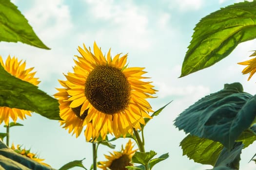 A field of large yellow sunflowers in summer. Yellow petals glow through the sun.