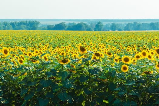 A field of large yellow sunflowers in summer. Yellow petals glow through the sun.