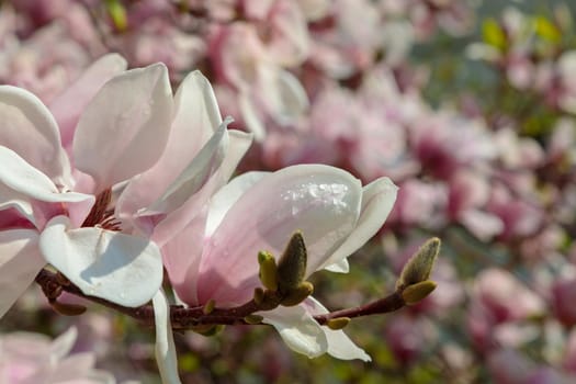 Blooming beautiful magnolia. Delicate pink petals are illuminated by the spring sun. Close-up