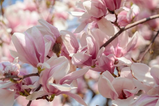 Blooming beautiful magnolia. Delicate pink petals are illuminated by the spring sun. Close-up