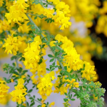 Yellow acacia blooms in spring. Many small flowers on one branch.