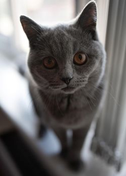 Blue British Shorthair cat sitting on a window sill and looking at the camera
