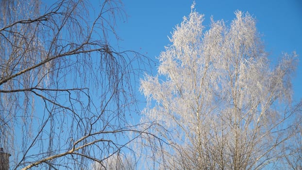 Trees covered with snow and frost. Winter landscape: Birch completely covered with frost in front of blue sky.