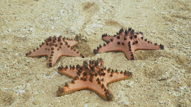 Red starfish with spines on sand beach. Travel concept beach, sea, starfish.