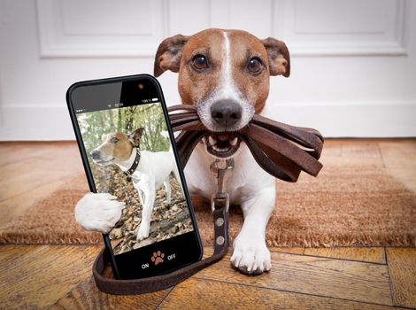dog with leather leash waiting to go walkies with owner outdoors, making a selfie