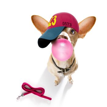 cool casual look chihuahua dog wearing a baseball cap or hat , sporty and fit ,ready to walk with leash