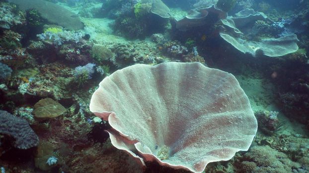 Beautiful soft coral in tropical sea. Wonderful and beautiful underwater world with corals. Philippines, Mindoro.